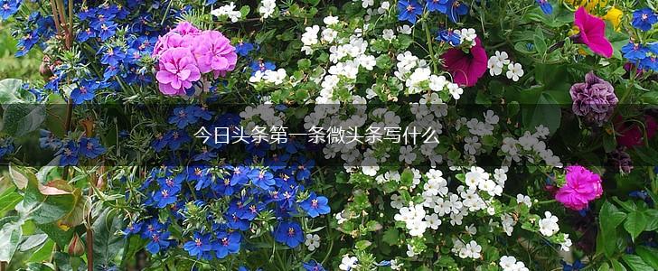 今日头条第一条微头条写什么,第1张