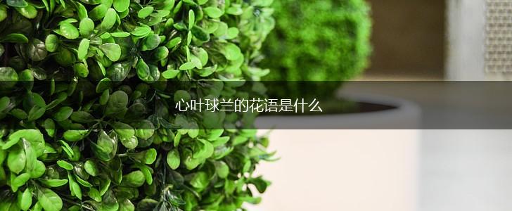 心叶球兰的花语是什么,第1张