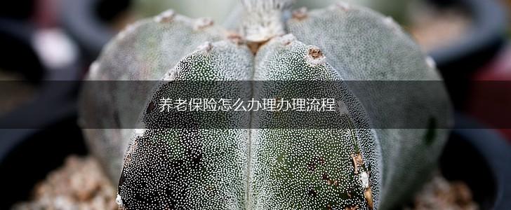 养老保险怎么办理办理流程,第1张