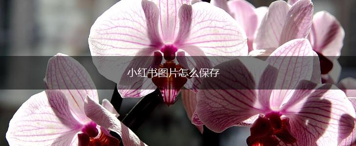 小红书图片怎么保存,第1张