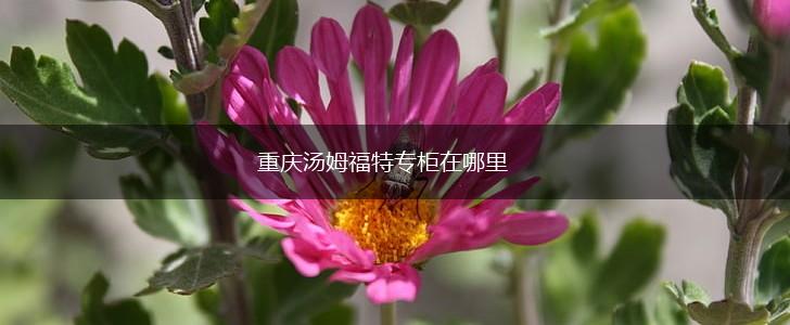 重庆汤姆福特专柜在哪里,第1张 重庆汤姆福特专柜在哪里,第1张