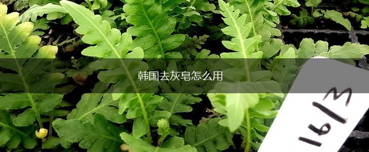 韩国去灰皂怎么用,第1张