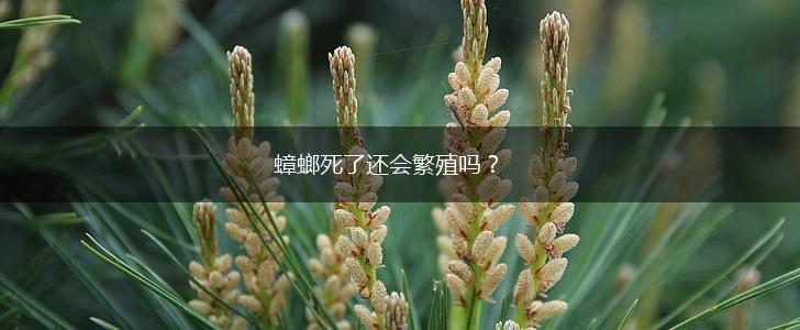蟑螂死了还会繁殖吗？,第1张