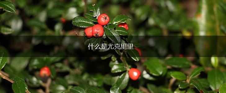 什么是尤克里里,第1张
