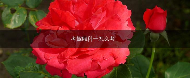 考驾照科一怎么考,第1张