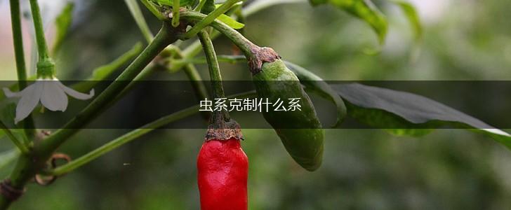 虫系克制什么系,第1张