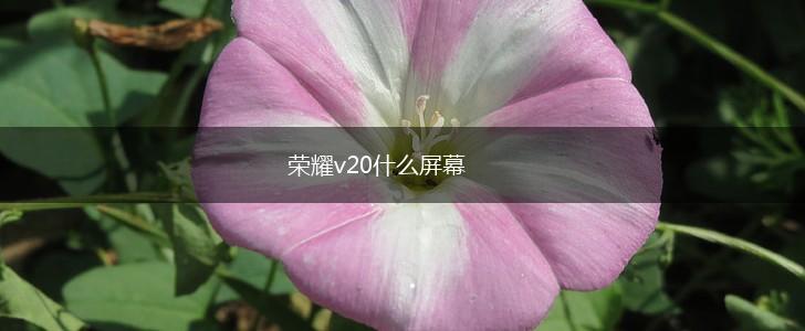 荣耀v20什么屏幕,第1张