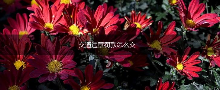 交通违章罚款怎么交,第1张