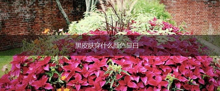黑皮肤穿什么颜色显白,第1张