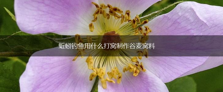 蚯蚓钓鱼用什么打窝制作谷麦窝料,第1张