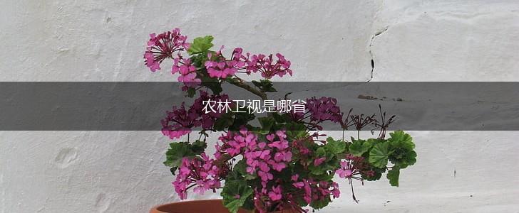 农林卫视是哪省,第1张