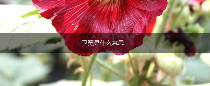 卫冤是什么意思,第1张