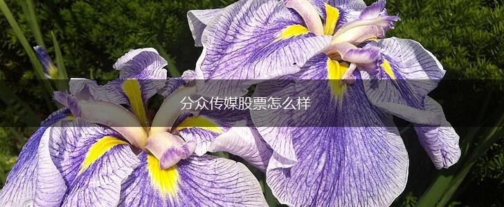 分众传媒股票怎么样,第1张