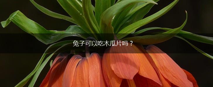 兔子可以吃木瓜片吗？,第1张