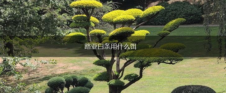 路亚白条用什么饵,第1张