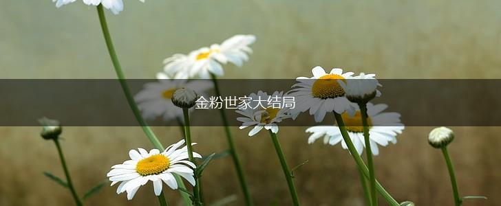 金粉世家大结局,第1张