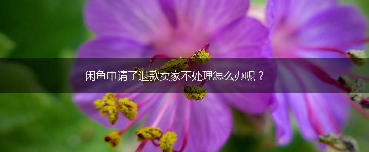 闲鱼申请了退款卖家不处理怎么办呢？,第1张
