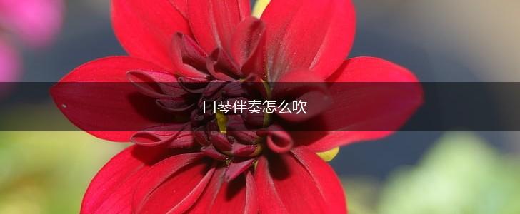 口琴伴奏怎么吹,第1张