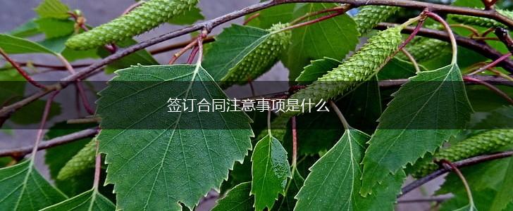 签订合同注意事项是什么,第1张