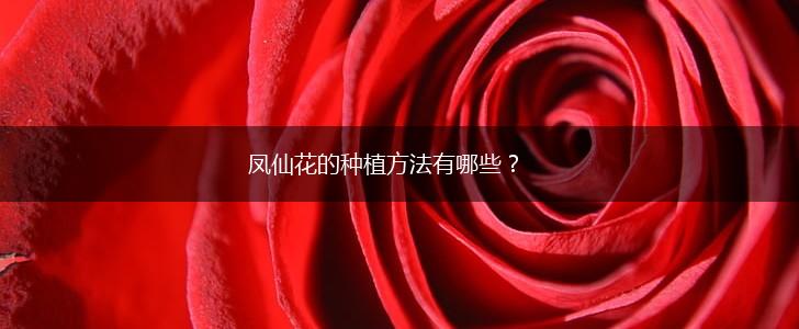 凤仙花的种植方法有哪些？,第1张