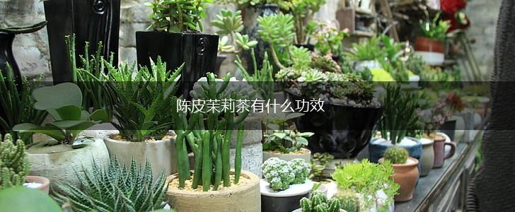 陈皮茉莉茶有什么功效,第1张