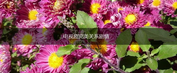 电视剧完美关系剧情,第1张