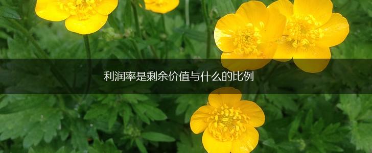 利润率是剩余价值与什么的比例,第1张