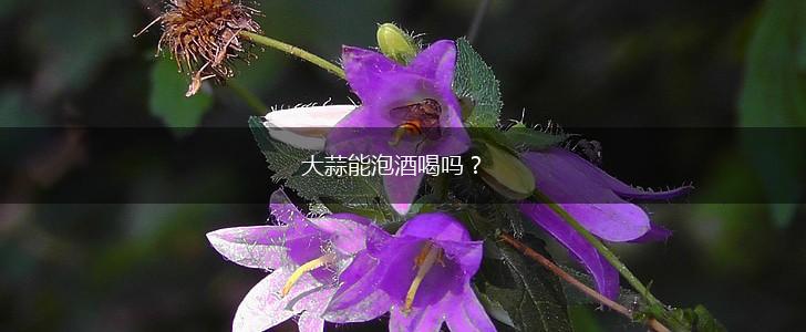 大蒜能泡酒喝吗？,第1张