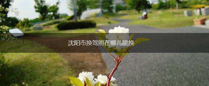 沈阳市换驾照在哪儿能换,第1张