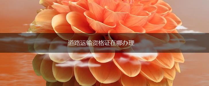 道路运输资格证在哪办理,第1张