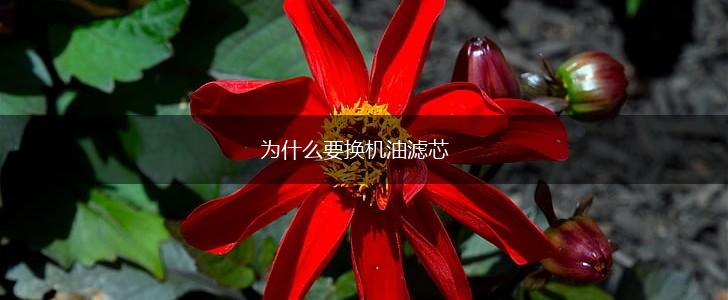 为什么要换机油滤芯,第1张
