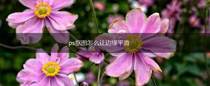 ps抠图怎么让边缘平滑,第1张