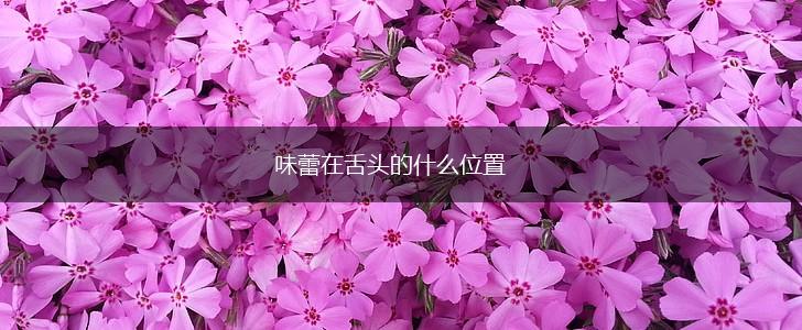 味蕾在舌头的什么位置,第1张