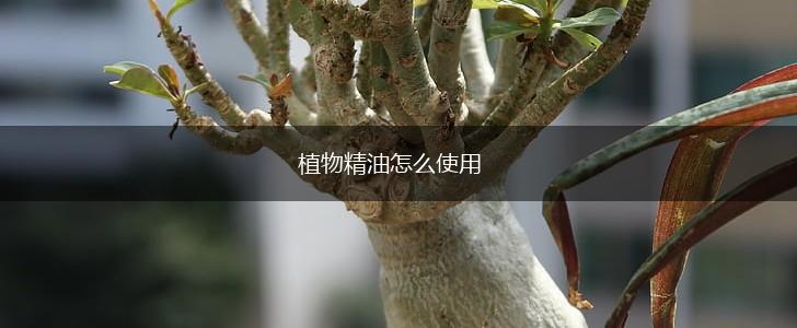 植物精油怎么使用,第1张