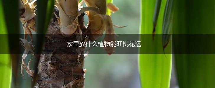 家里放什么植物能旺桃花运,第1张