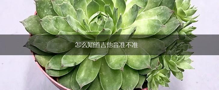 怎么知道吉他音准不准,第1张