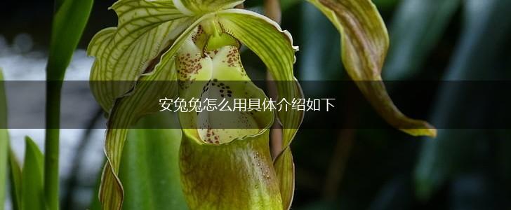 安兔兔怎么用具体介绍如下,第1张