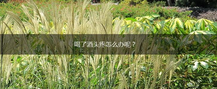 喝了酒头疼怎么办呢？,第1张