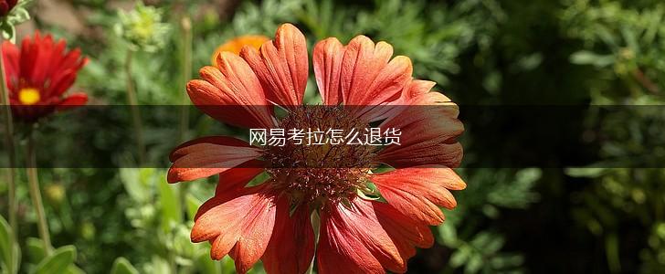 网易考拉怎么退货,第1张