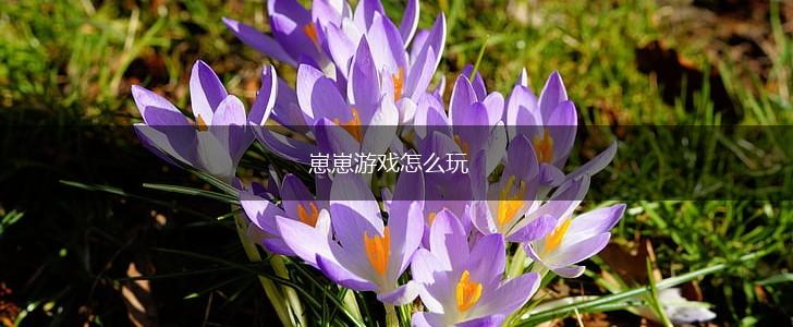崽崽游戏怎么玩,第1张