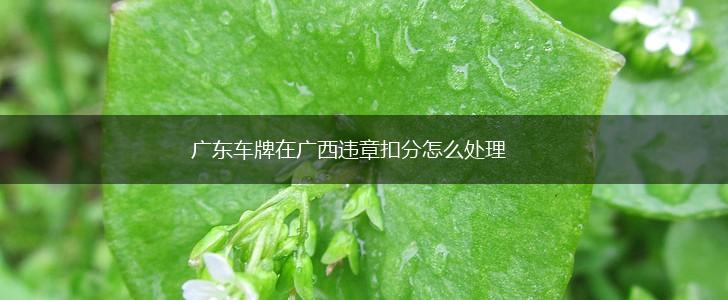 广东车牌在广西违章扣分怎么处理,第1张
