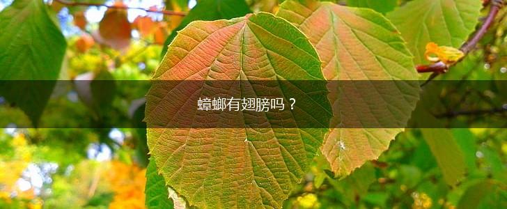 蟑螂有翅膀吗？,第1张