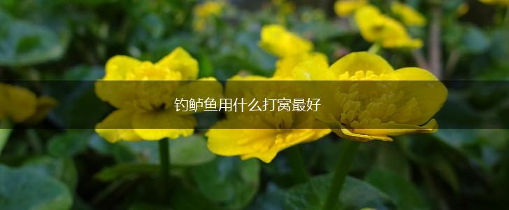钓鲈鱼用什么打窝最好,第1张