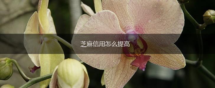 芝麻信用怎么提高,第1张