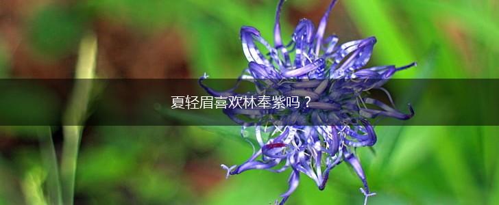 夏轻眉喜欢林奉紫吗？,第1张