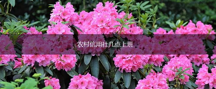 农村信用社几点上班,第1张