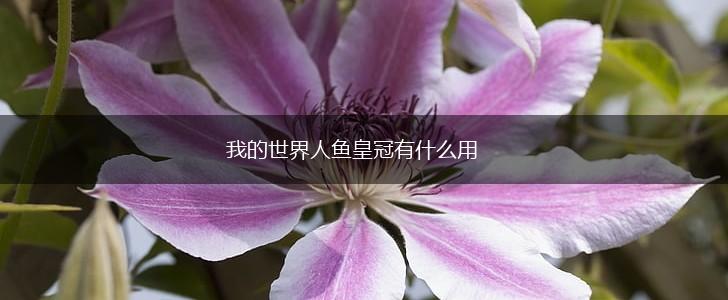 我的世界人鱼皇冠有什么用,第1张