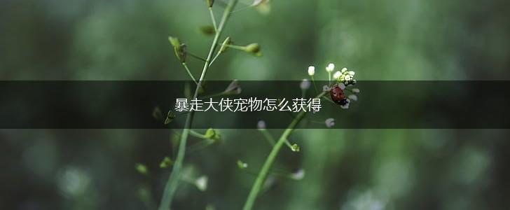 暴走大侠宠物怎么获得,第1张