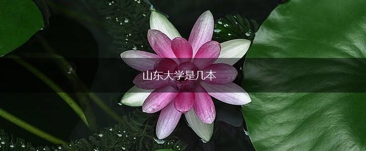 山东大学是几本,第1张