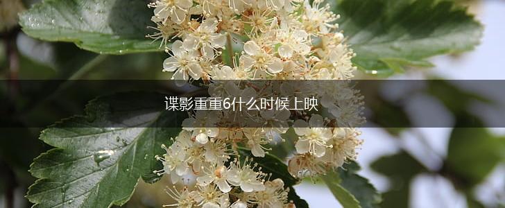 谍影重重6什么时候上映,第1张